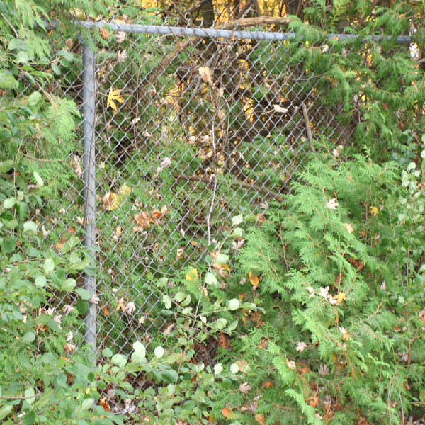 Fence on Grounds of Huronia Regional Centre