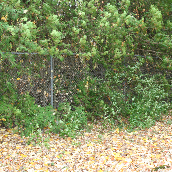 Fence on the Huronia Regional Centre Grounds 2